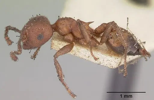 Crematogaster dentata specimen CASENT0102954 image casent0102954_3