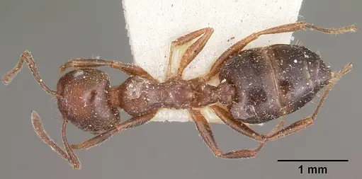 Crematogaster dentata specimen CASENT0104588 image casent0104588_1