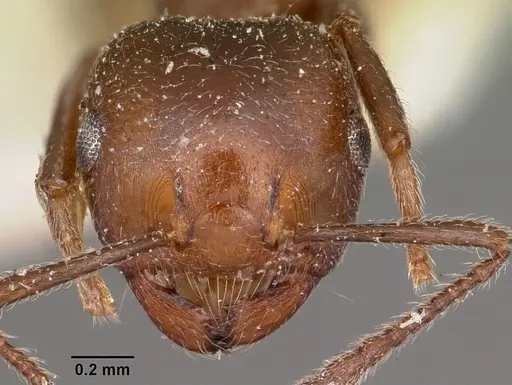 Crematogaster dentata specimen CASENT0104588 image casent0104588_2