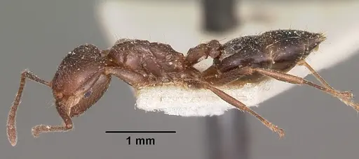 Crematogaster dentata specimen CASENT0104588 image casent0104588_3