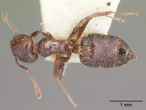 Crematogaster dentata specimen CASENT0104589 image casent0104589_1