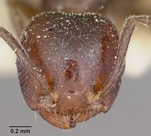 Crematogaster dentata specimen CASENT0104589 image casent0104589_2