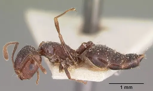 Crematogaster dentata specimen CASENT0104589 image casent0104589_3