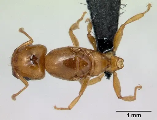 Crematogaster dentata specimen CASENT0132820 image casent0132820_1