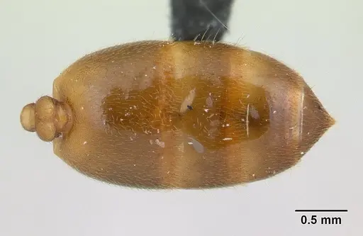 Crematogaster dentata specimen CASENT0132820 image casent0132820_2