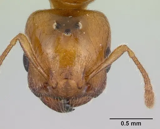 Crematogaster dentata specimen CASENT0132820 image casent0132820_3