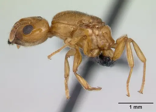 Crematogaster dentata specimen CASENT0132820 image casent0132820_4