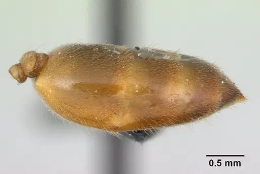 Crematogaster dentata specimen CASENT0132820 image casent0132820_5