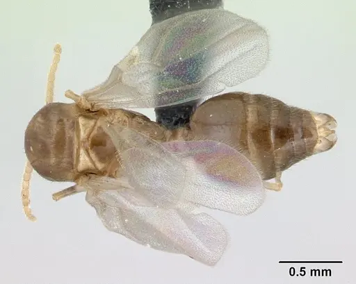Crematogaster dentata specimen CASENT0134874 image casent0134874_1