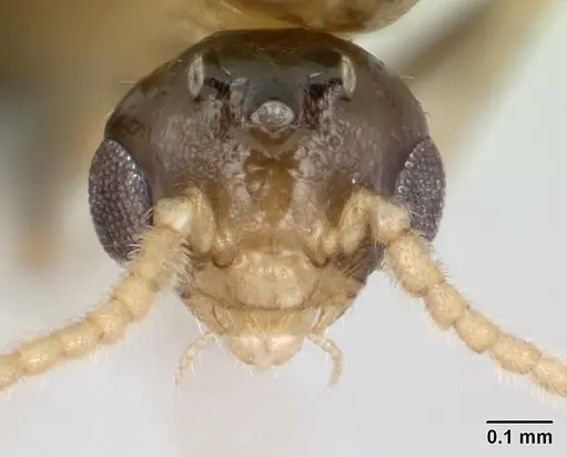 Crematogaster dentata specimen CASENT0134874 image casent0134874_2