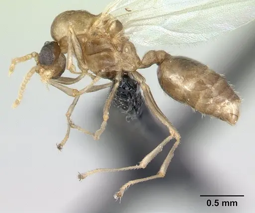 Crematogaster dentata specimen CASENT0134874 image casent0134874_3