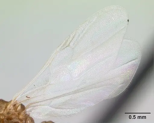 Crematogaster dentata specimen CASENT0134874 image casent0134874_4