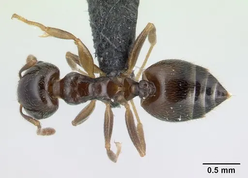Crematogaster dentata specimen CASENT0134931 image casent0134931_1