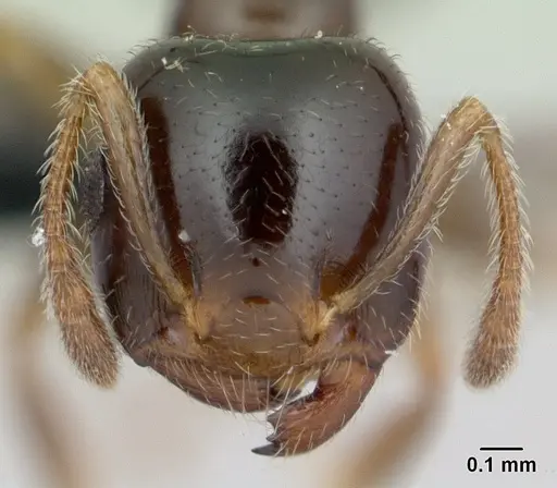 Crematogaster dentata specimen CASENT0134931 image casent0134931_2
