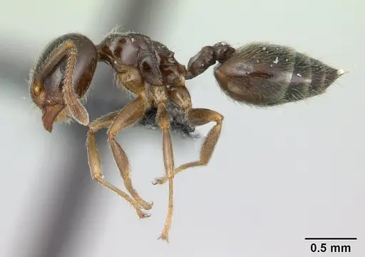 Crematogaster dentata specimen CASENT0134931 image casent0134931_3