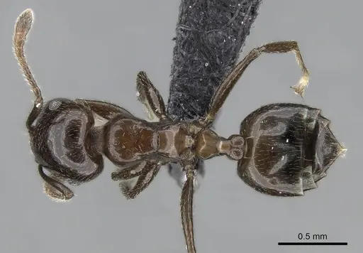 Crematogaster dentata specimen CASENT0138289 image casent0138289_1