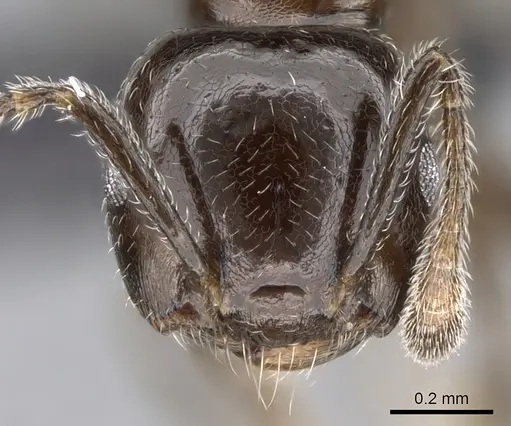 Crematogaster dentata specimen CASENT0138289 image casent0138289_2