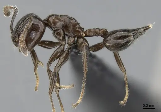 Crematogaster dentata specimen CASENT0138289 image casent0138289_3