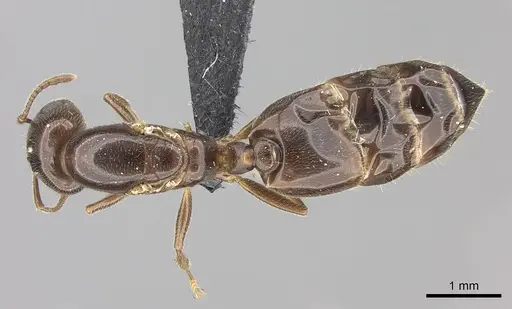 Crematogaster dentata specimen CASENT0144079 image casent0144079_1