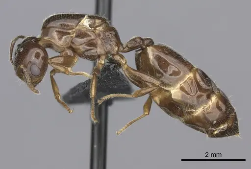 Crematogaster dentata specimen CASENT0144079 image casent0144079_3