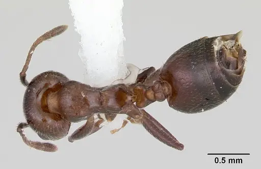 Crematogaster dentata specimen CASENT0172819 image casent0172819_1