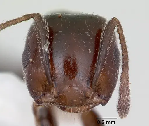 Crematogaster dentata specimen CASENT0172819 image casent0172819_2
