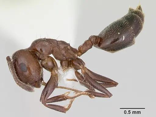 Crematogaster dentata specimen CASENT0172819 image casent0172819_3