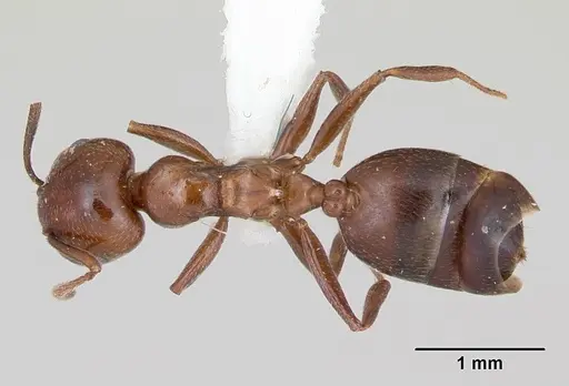 Crematogaster dentata specimen CASENT0172820 image casent0172820_1
