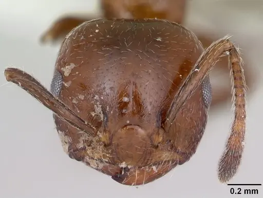 Crematogaster dentata specimen CASENT0172820 image casent0172820_2