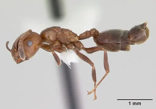 Crematogaster dentata specimen CASENT0172820 image casent0172820_3