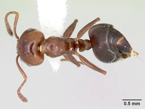 Crematogaster dentata specimen CASENT0172821 image casent0172821_1