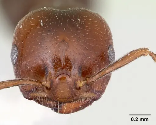 Crematogaster dentata specimen CASENT0172821 image casent0172821_2