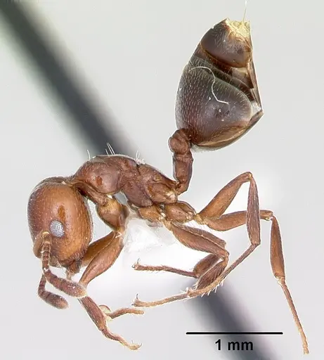 Crematogaster dentata specimen CASENT0172821 image casent0172821_3