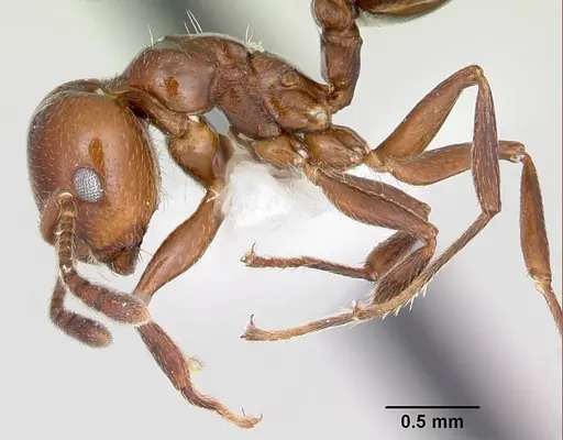 Crematogaster dentata specimen CASENT0172821 image casent0172821_4