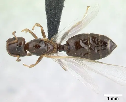 Crematogaster dentata specimen CASENT0178195 image casent0178195_1