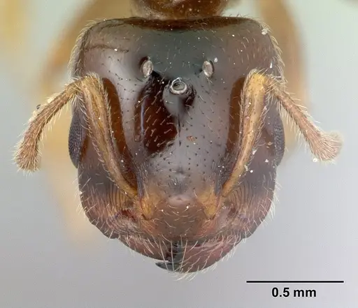 Crematogaster dentata specimen CASENT0178195 image casent0178195_2