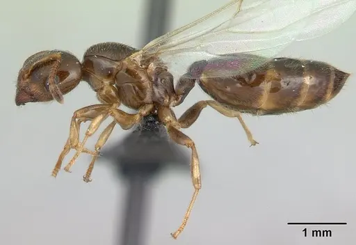 Crematogaster dentata specimen CASENT0178195 image casent0178195_3