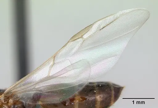 Crematogaster dentata specimen CASENT0178195 image casent0178195_4