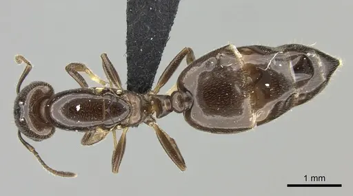 Crematogaster dentata specimen CASENT0442879 image casent0442879_1