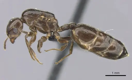 Crematogaster dentata specimen CASENT0442879 image casent0442879_3