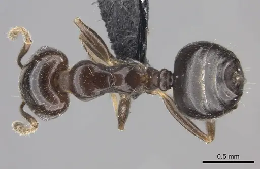 Crematogaster dentata specimen CASENT0443123 image casent0443123_1