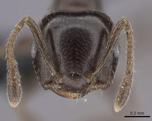 Crematogaster dentata specimen CASENT0443123 image casent0443123_2