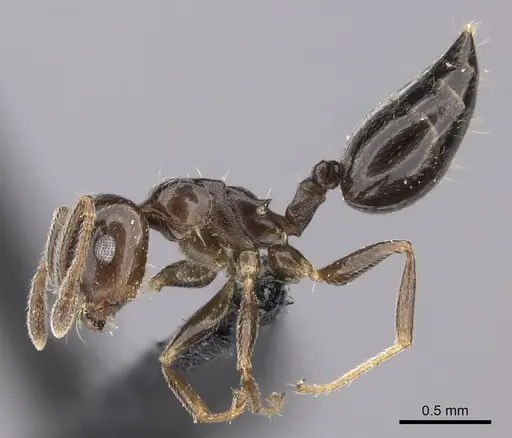 Crematogaster dentata specimen CASENT0443123 image casent0443123_3