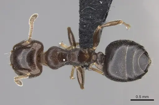 Crematogaster dentata specimen CASENT0443126 image casent0443126_1