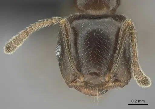 Crematogaster dentata specimen CASENT0443126 image casent0443126_2
