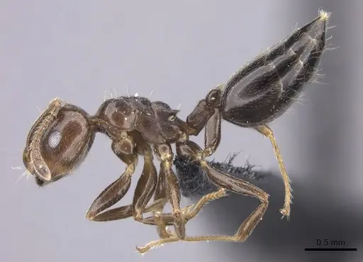 Crematogaster dentata specimen CASENT0443126 image casent0443126_3