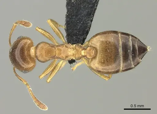 Crematogaster dentata specimen CASENT0453559 image casent0453559_1