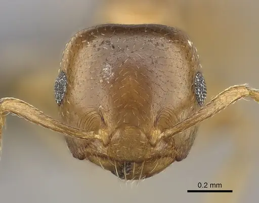 Crematogaster dentata specimen CASENT0453559 image casent0453559_2