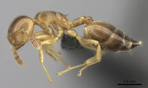 Crematogaster dentata specimen CASENT0453559 image casent0453559_3