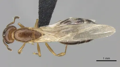 Crematogaster dentata specimen CASENT0453568 image casent0453568_1